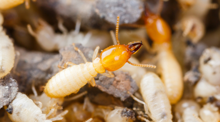 How Much Does Termite Treatment Cost Pricing Guide