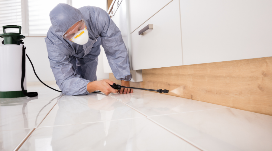 The Dangers of DIY Pest Control