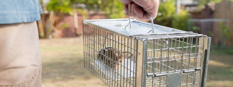 Rodent Control - Pest Control Adelaide | Eco Pest Control Adelaide