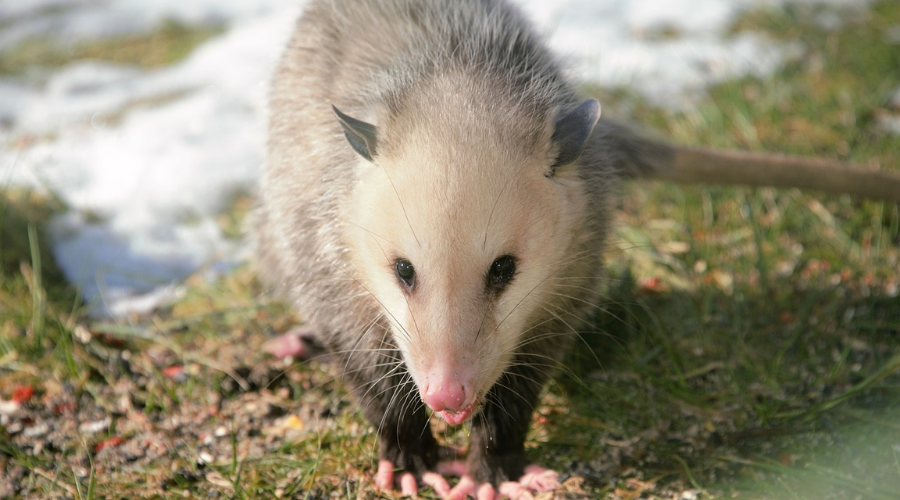 How to Prevent Possums in Your Roof