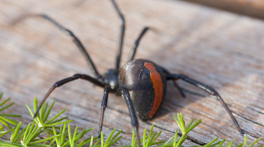 How to Prevent Spiders 