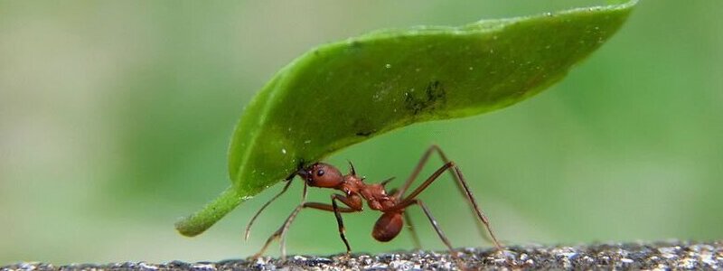 How To Prevent Ants?