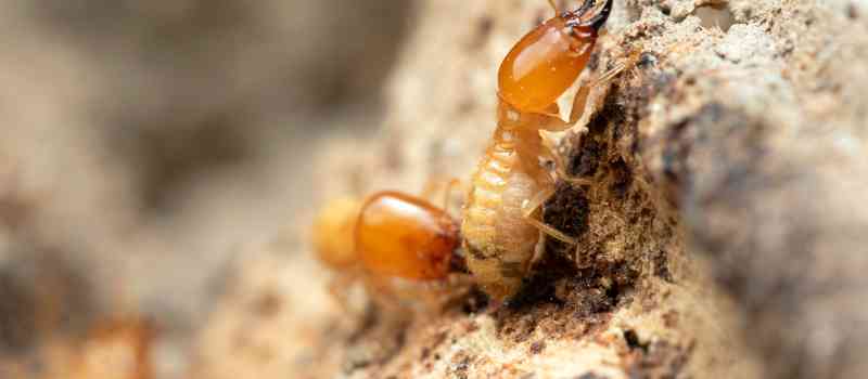 How Much Does Termite Treatments Cost?